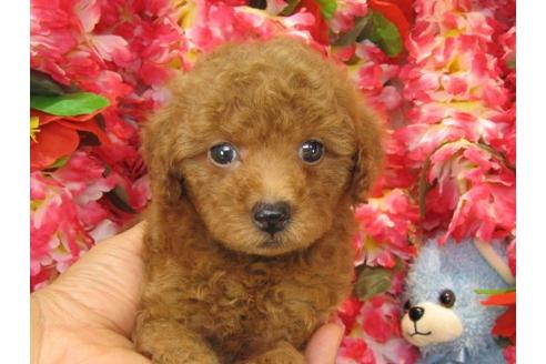 成約済の茨城県のトイプードル-21149の2枚目