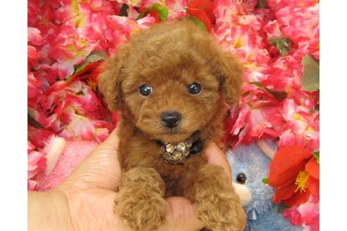 成約済の茨城県のトイプードル-21151の1枚目