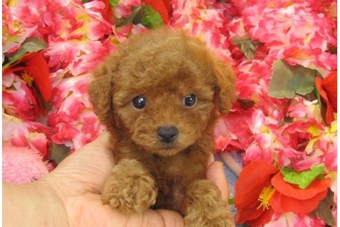 成約済の茨城県のトイプードル-21151の2枚目