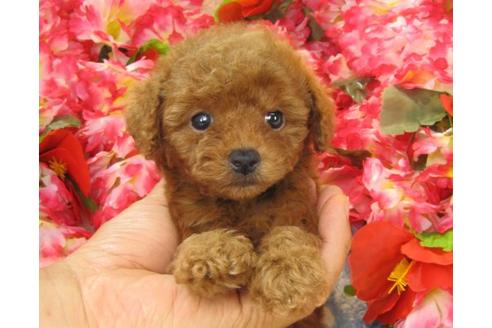 成約済の茨城県のトイプードル-21151の3枚目