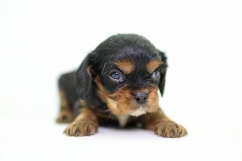 成約済の愛知県のキャバリアキングチャールズスパニエル-20354の1枚目