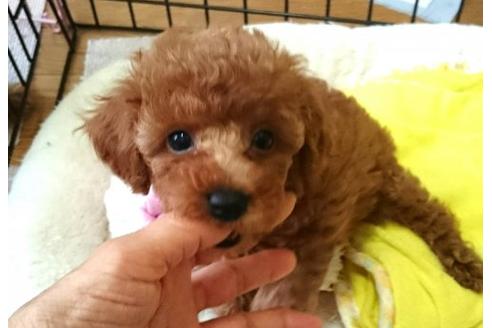 成約済の愛知県のトイプードル-21169の3枚目