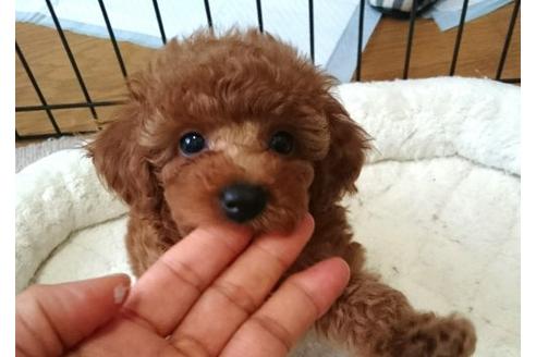 成約済の愛知県のトイプードル-21169の2枚目