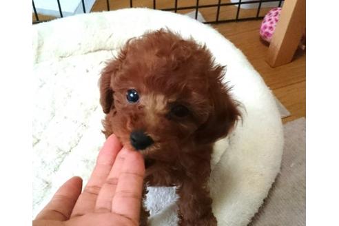 成約済の愛知県のトイプードル-21169の1枚目