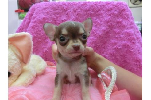 成約済の京都府のチワワ-21184の3枚目