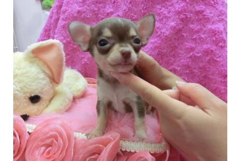 成約済の京都府のチワワ-21184の2枚目