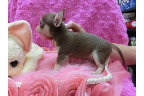 成約済の京都府のチワワ-21184の1枚目