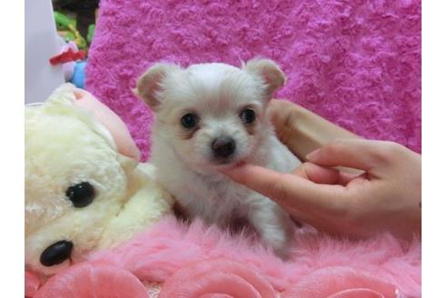 成約済の京都府のチワワ-21185の3枚目