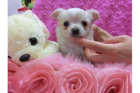 成約済の京都府のチワワ-21185の2枚目