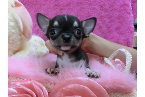 成約済の京都府のチワワ-21186の3枚目