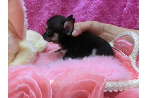 成約済の京都府のチワワ-21186の2枚目