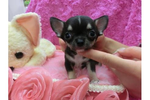 成約済の京都府のチワワ-21186の1枚目