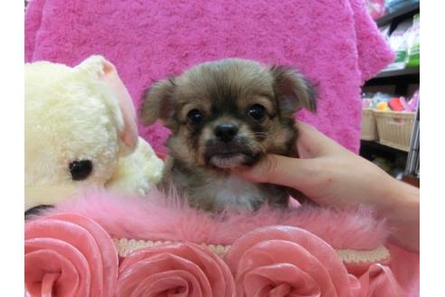 成約済の京都府のチワワ-21187の3枚目