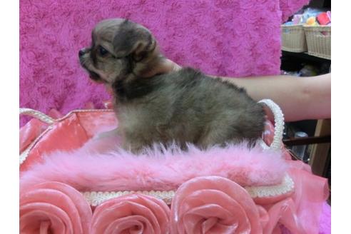 成約済の京都府のチワワ-21187の2枚目