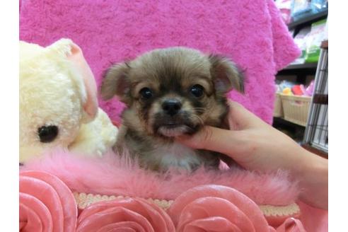 成約済の京都府のチワワ-21187の1枚目