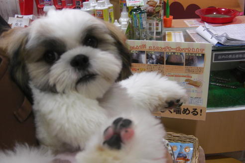 成約済の大阪府のシーズー-16966の5枚目