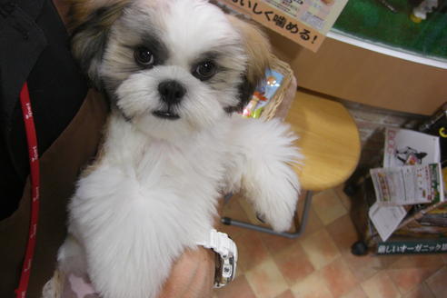 成約済の大阪府のシーズー-16966の4枚目