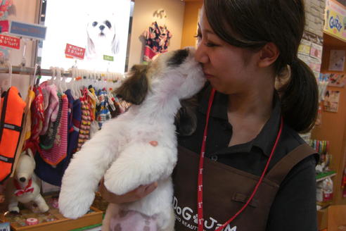 成約済の大阪府のシーズー-16966の2枚目