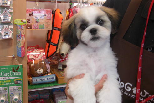 成約済の大阪府のシーズー-16966の1枚目