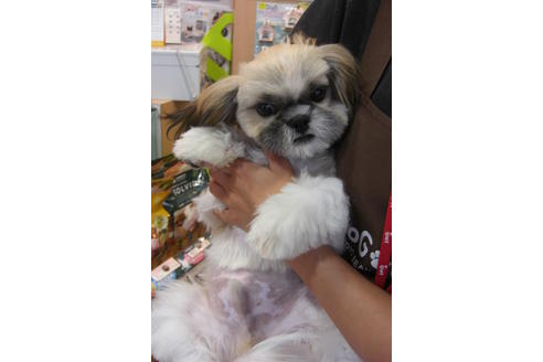 成約済の大阪府のシーズー-16960の5枚目
