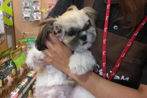 成約済の大阪府のシーズー-16960の4枚目