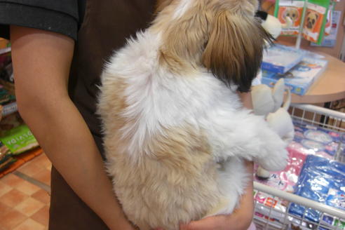 成約済の大阪府のシーズー-16960の3枚目