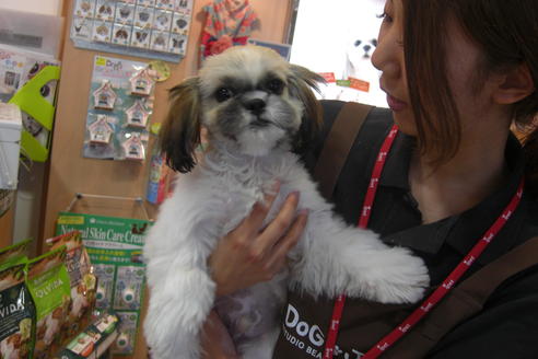 成約済の大阪府のシーズー-16960の2枚目