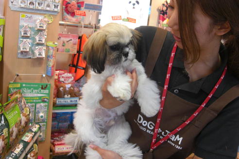 成約済の大阪府のシーズー-16960の1枚目