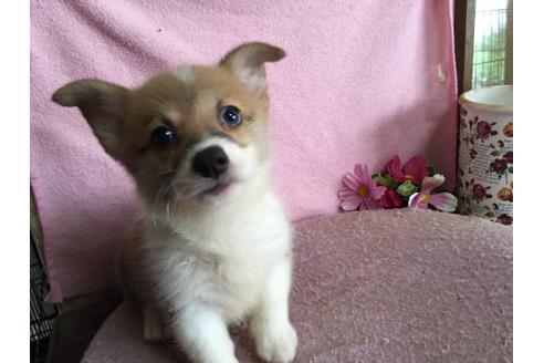 成約済の栃木県のウェルシュコーギーペンブローク-21275の1枚目
