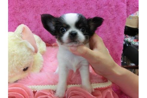 成約済の京都府のチワワ-21284の1枚目