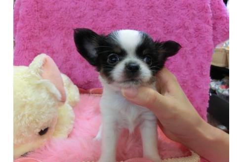 成約済の京都府のチワワ-21284の2枚目