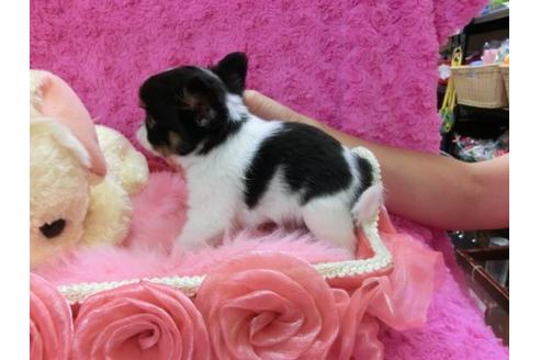 成約済の京都府のチワワ-21284の3枚目