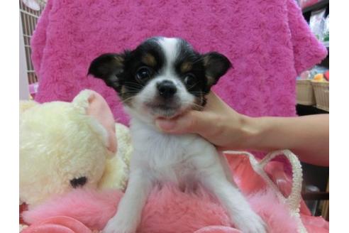 成約済の京都府のチワワ-21285の1枚目