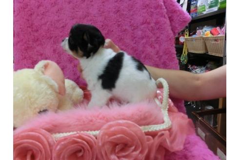 成約済の京都府のチワワ-21285の2枚目