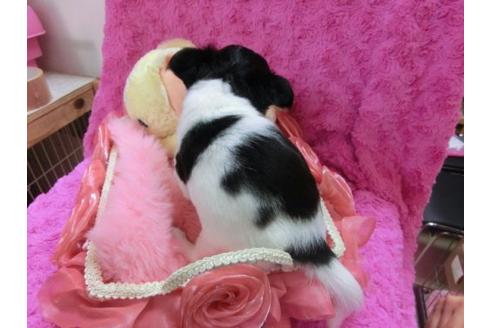 成約済の京都府のチワワ-21285の3枚目