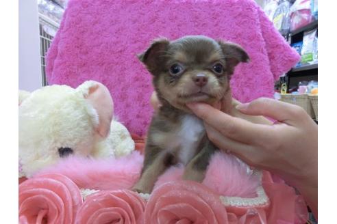 成約済の京都府のチワワ-21286の1枚目