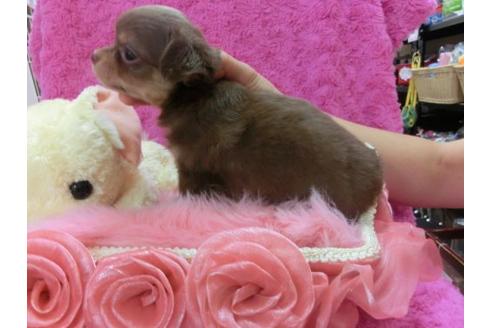 成約済の京都府のチワワ-21286の3枚目