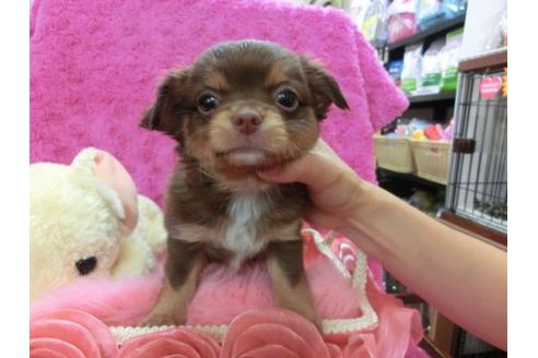 成約済の京都府のチワワ-21287の1枚目