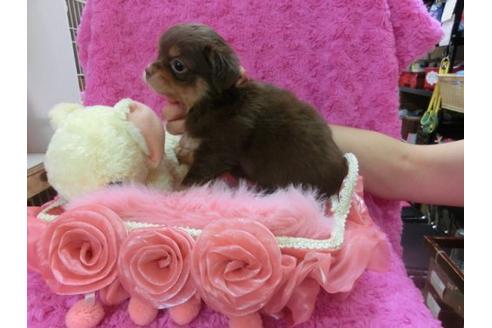 成約済の京都府のチワワ-21287の2枚目