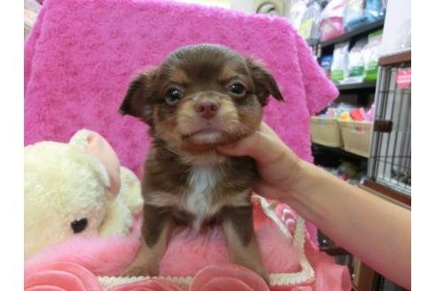 成約済の京都府のチワワ-21287の3枚目