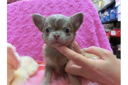 成約済の京都府のチワワ-21288の1枚目