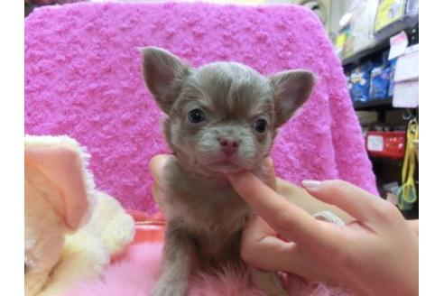 成約済の京都府のチワワ-21288の2枚目