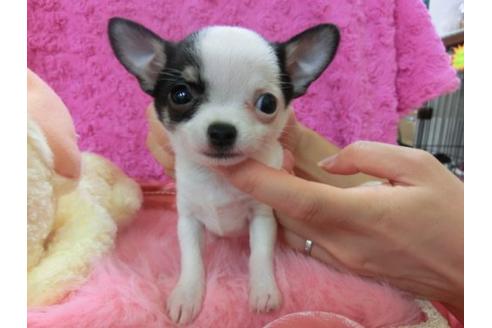 成約済の京都府のチワワ-21289の1枚目