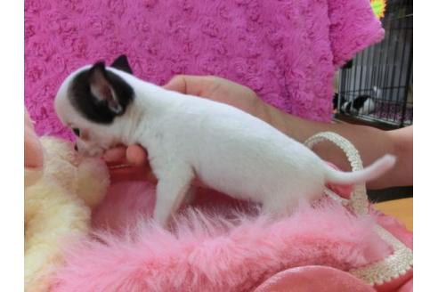 成約済の京都府のチワワ-21289の2枚目