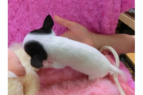 成約済の京都府のチワワ-21289の3枚目