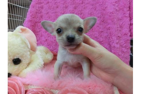 成約済の京都府のチワワ-21290の3枚目