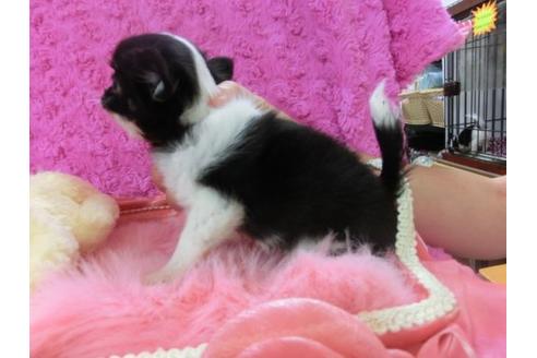 成約済の京都府のチワワ-21291の2枚目