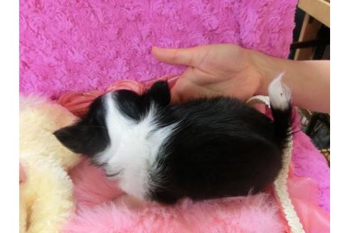 成約済の京都府のチワワ-21291の3枚目