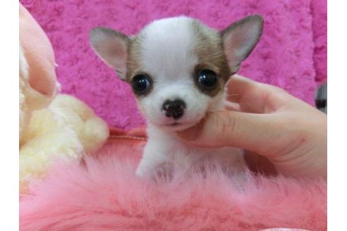 成約済の京都府のチワワ-21292の1枚目