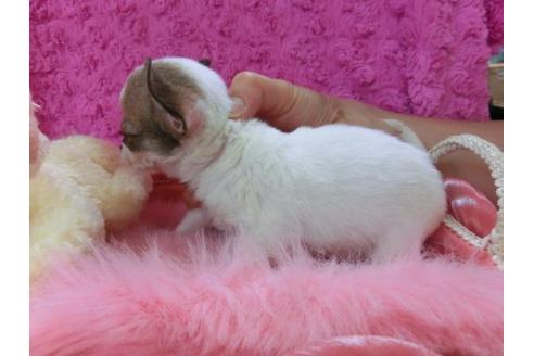 成約済の京都府のチワワ-21292の2枚目